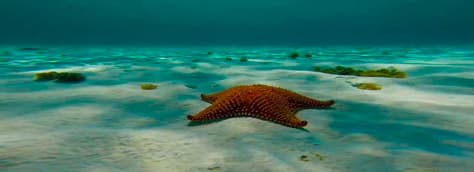 Tour Snorkel El Cielo Cozumel Caribe ferry incluido