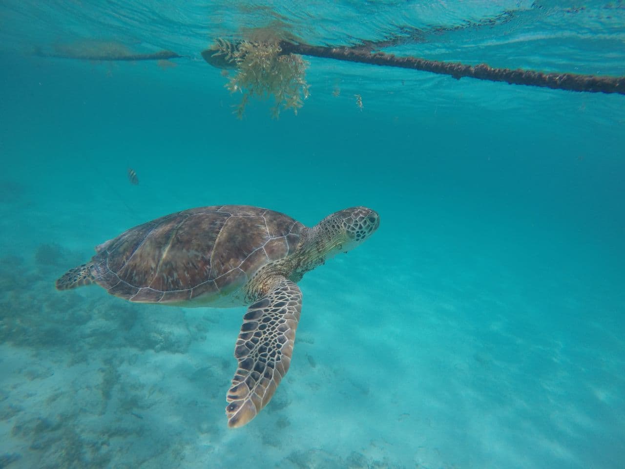 Ruines de Tulum, tortues d’Akumal et cénote magique avec guide francophone